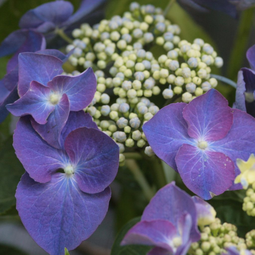 Hortensia - Hydrangea macrophylla Nachtigall