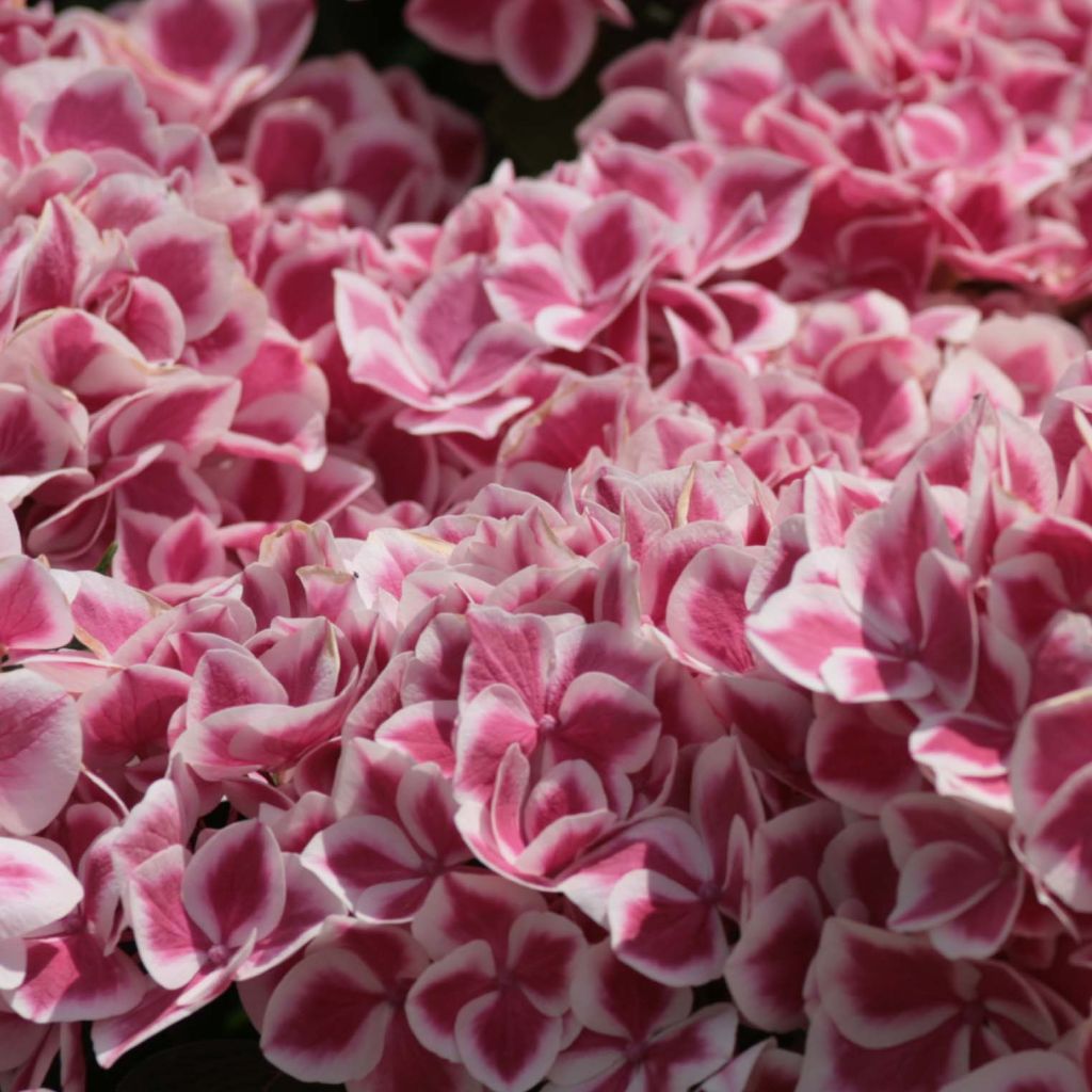 Hortensia - Hydrangea macrophylla Red Ace