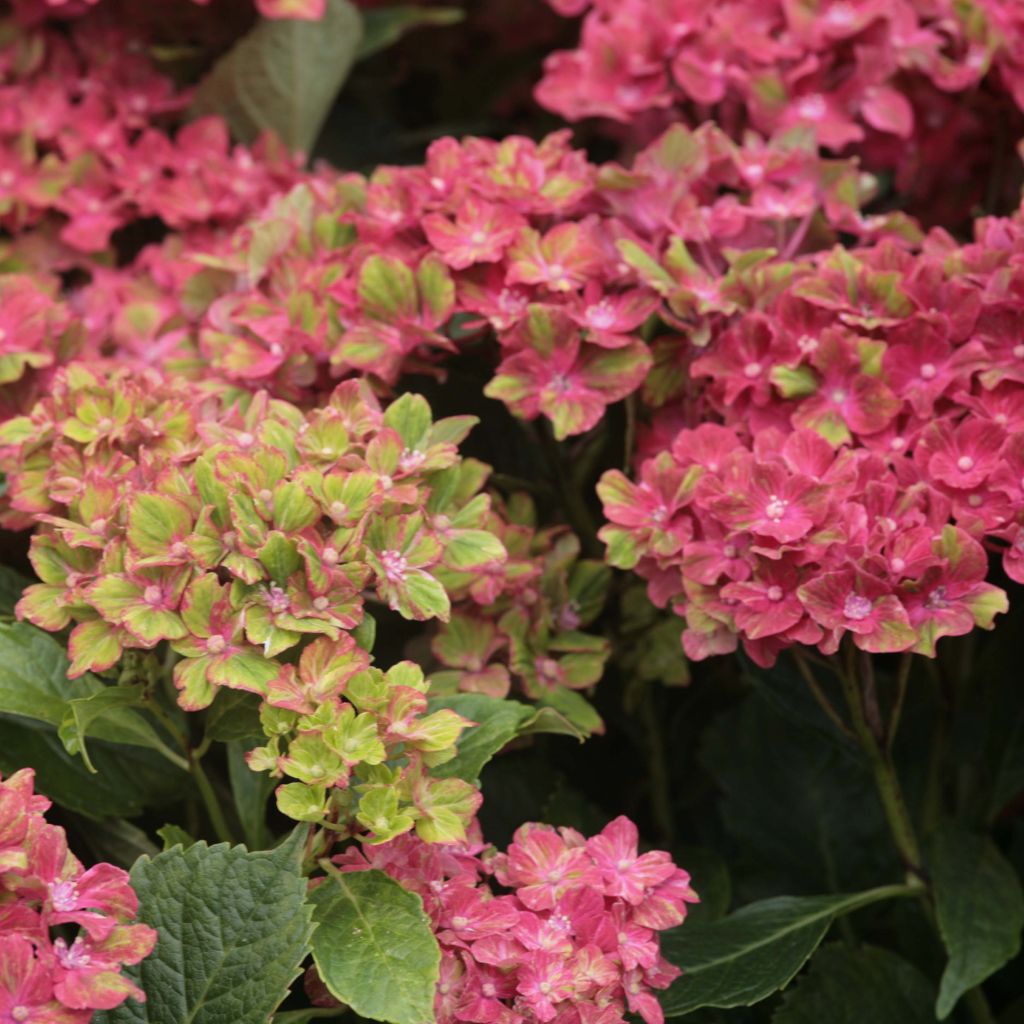 Hortensia - Hydrangea macrophylla Schloss Wackerbarth