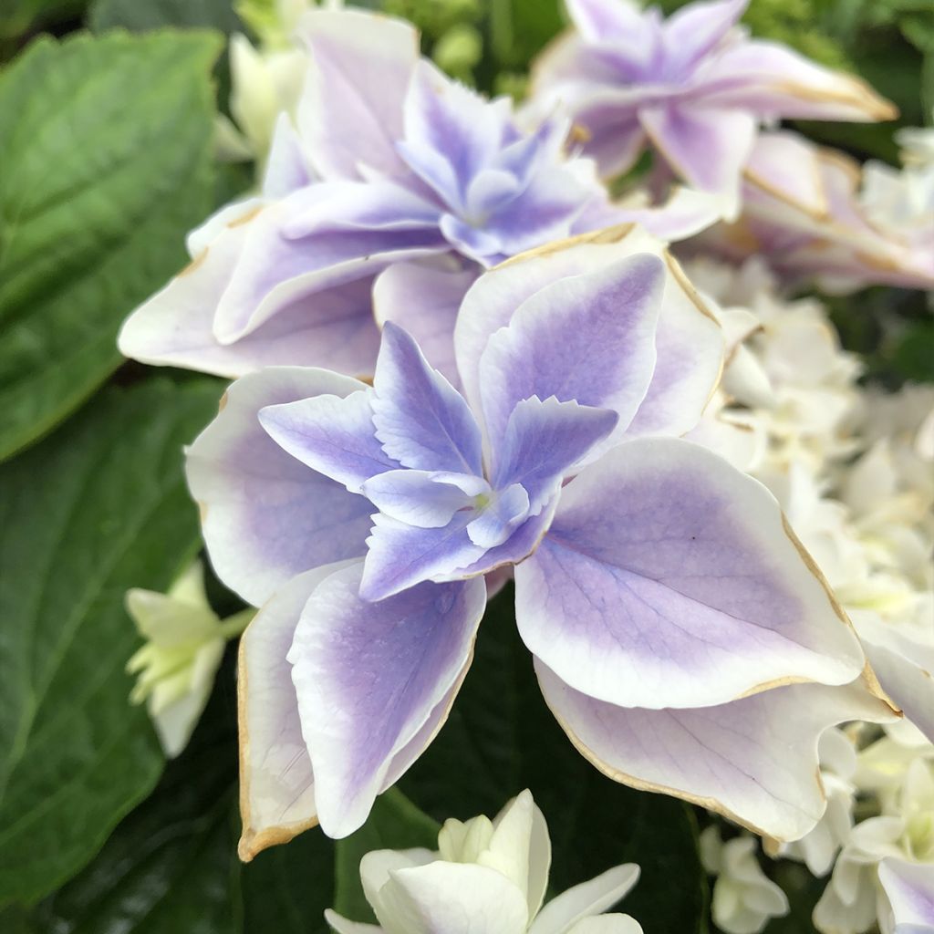 Hortensia - Hydrangea macrophylla Stargazer