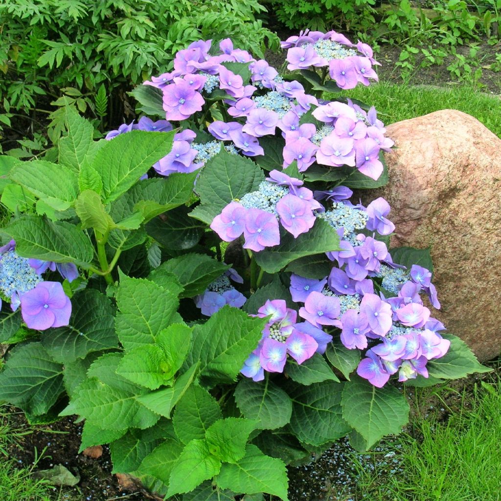 Hortensia - Hydrangea macrophylla Teller Blue