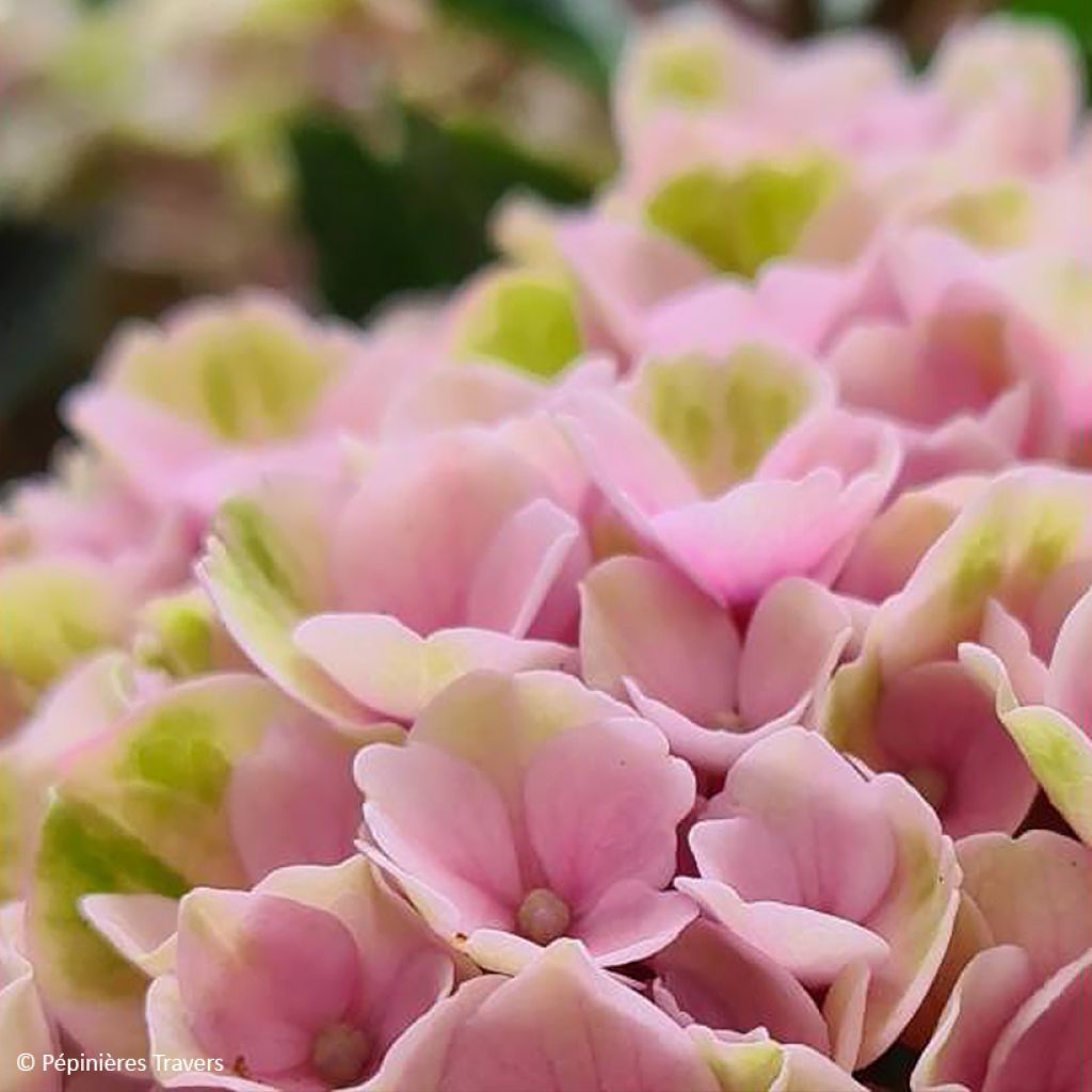 Hortensia macrophylla Valvert - Hydrangea