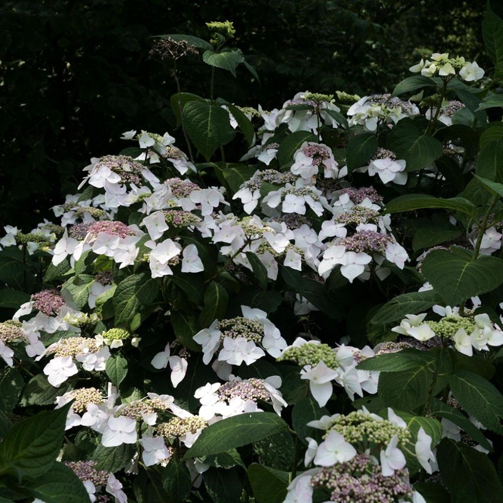 Hortensia - Hydrangea macrophylla Veitchii