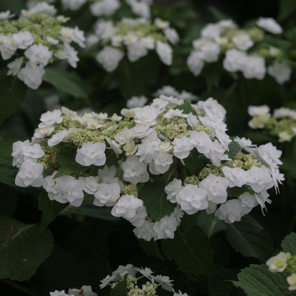 Hortensia - Hydrangea macrophylla Wedding Gown