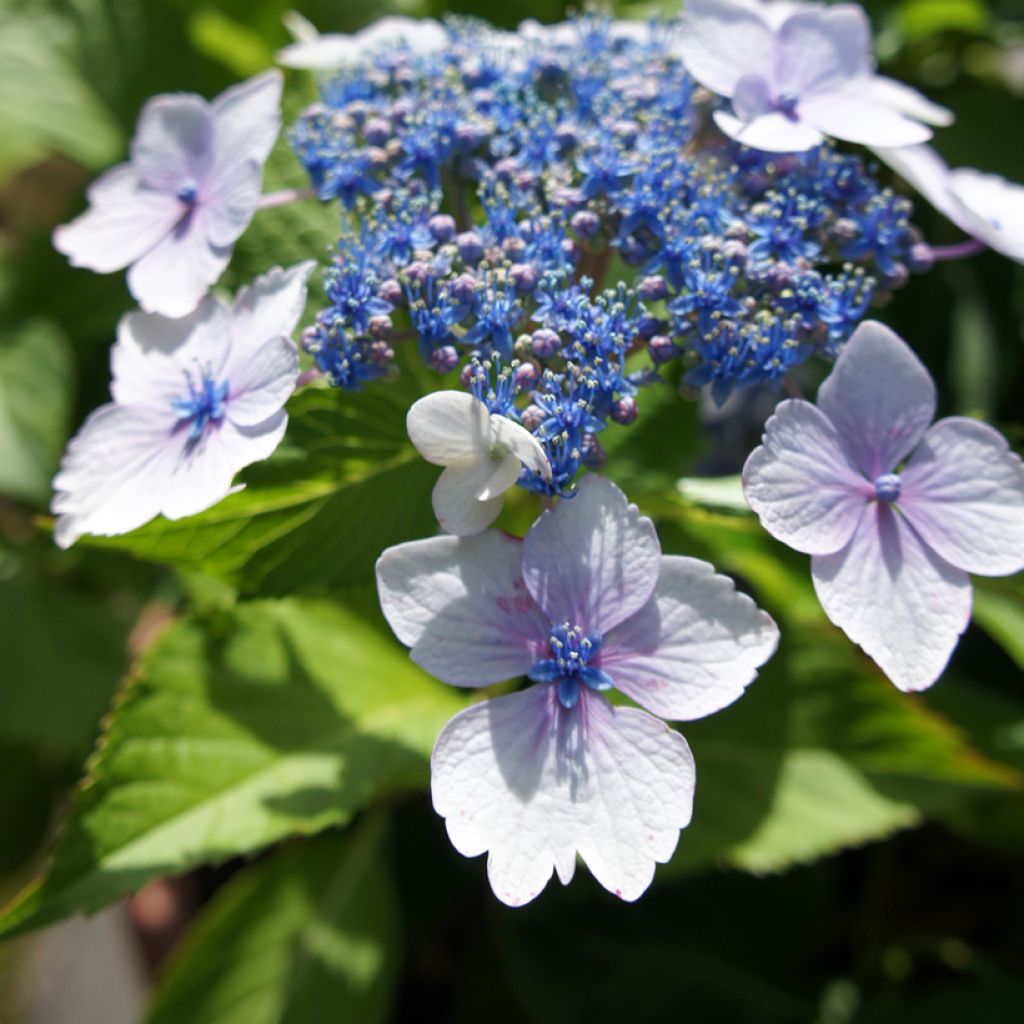 Hortensia macrophylla Blue wave - Hydrangea