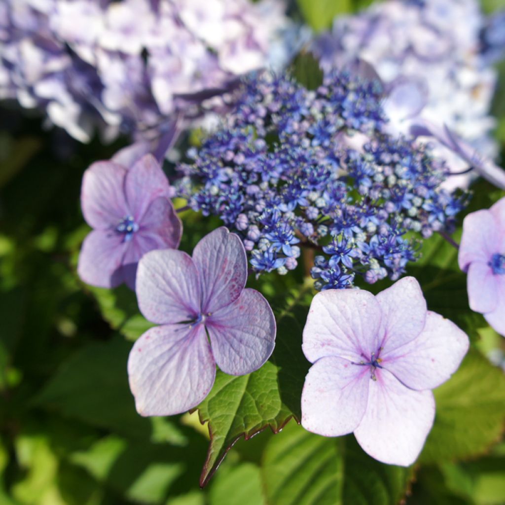 Hortensia macrophylla Blue wave - Hydrangea