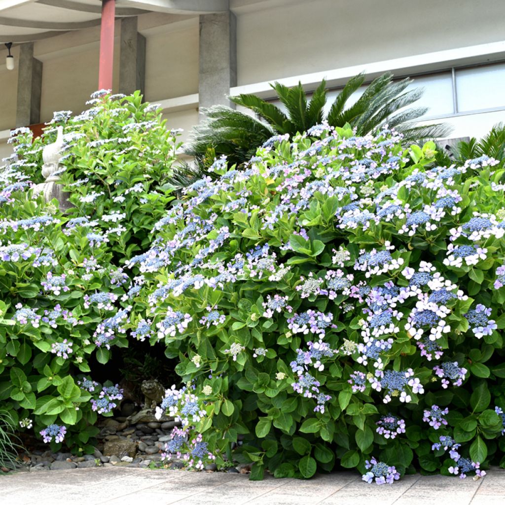 Hortensia macrophylla Blue wave - Hydrangea