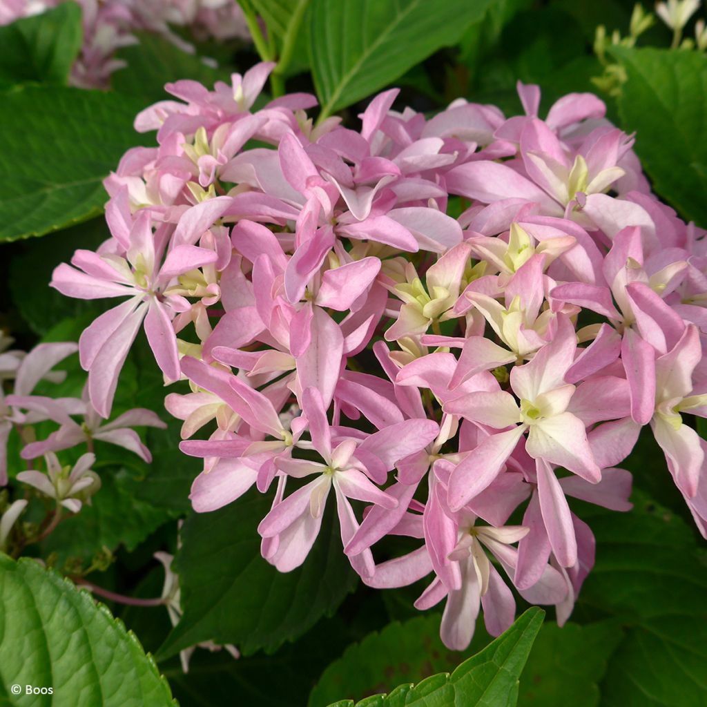 Hortensia macrophylla You & Me Inspire - Hydrangea