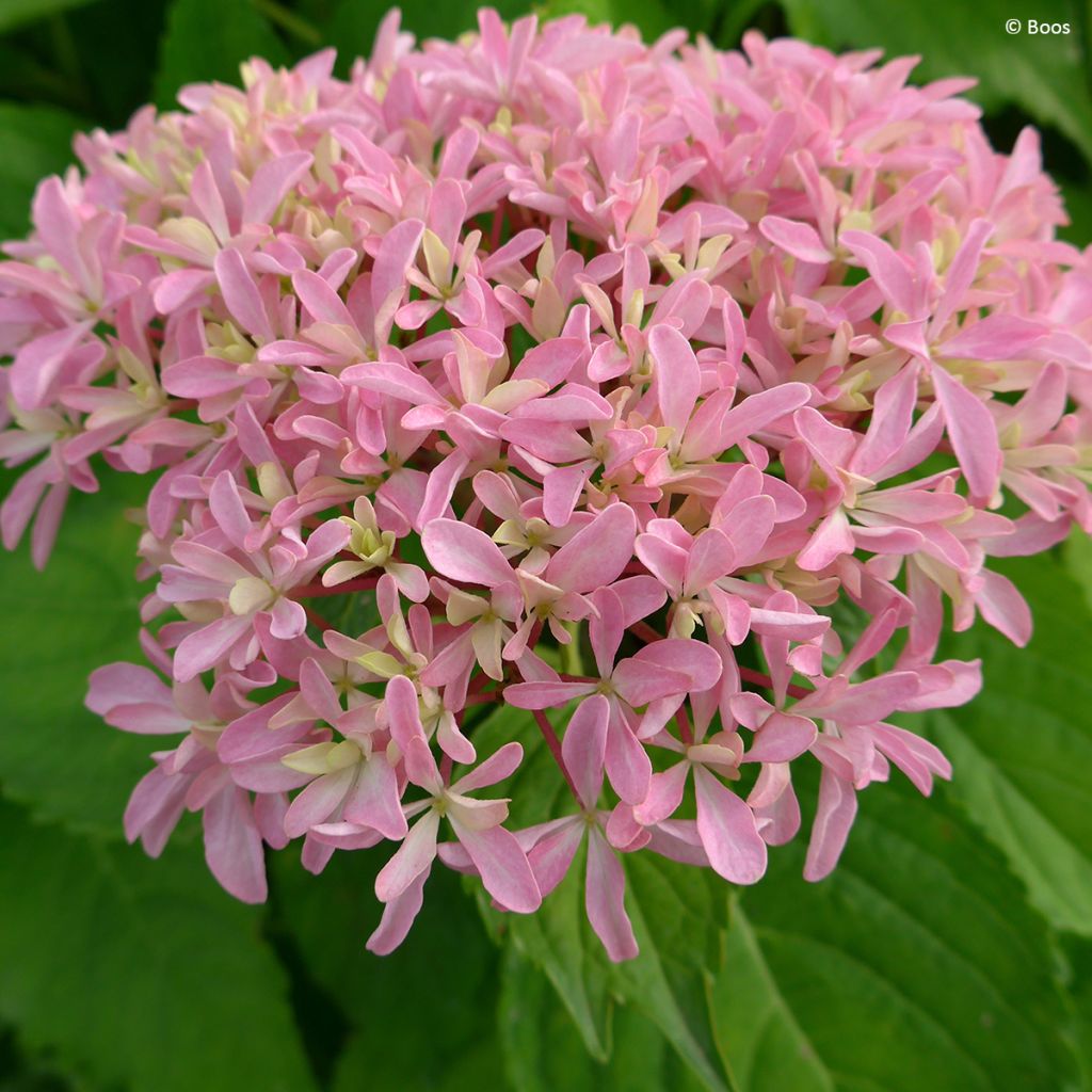 Hortensia macrophylla You & Me Inspire - Hydrangea