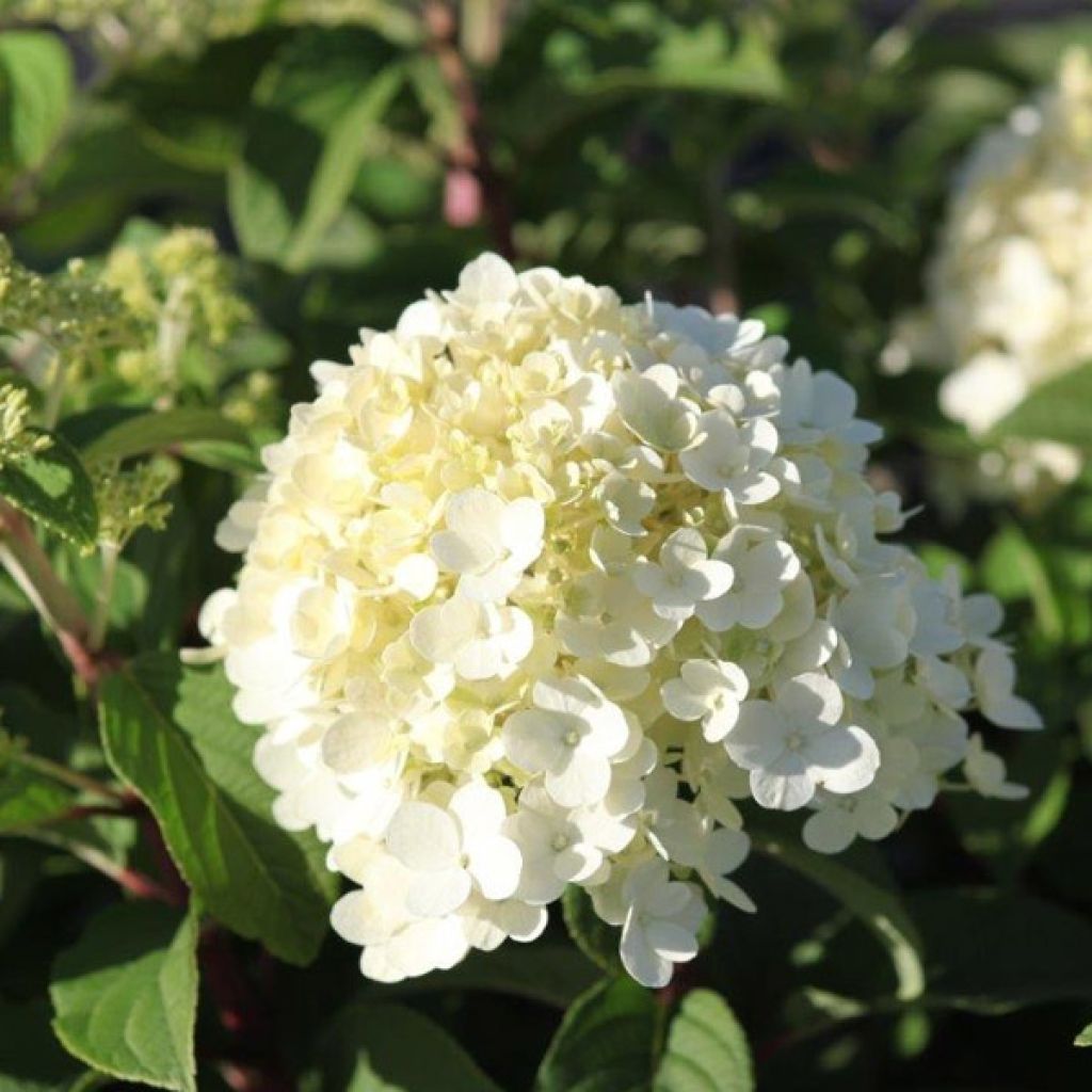 Hortensia paniculata Bobo - Hydrangea paniculata