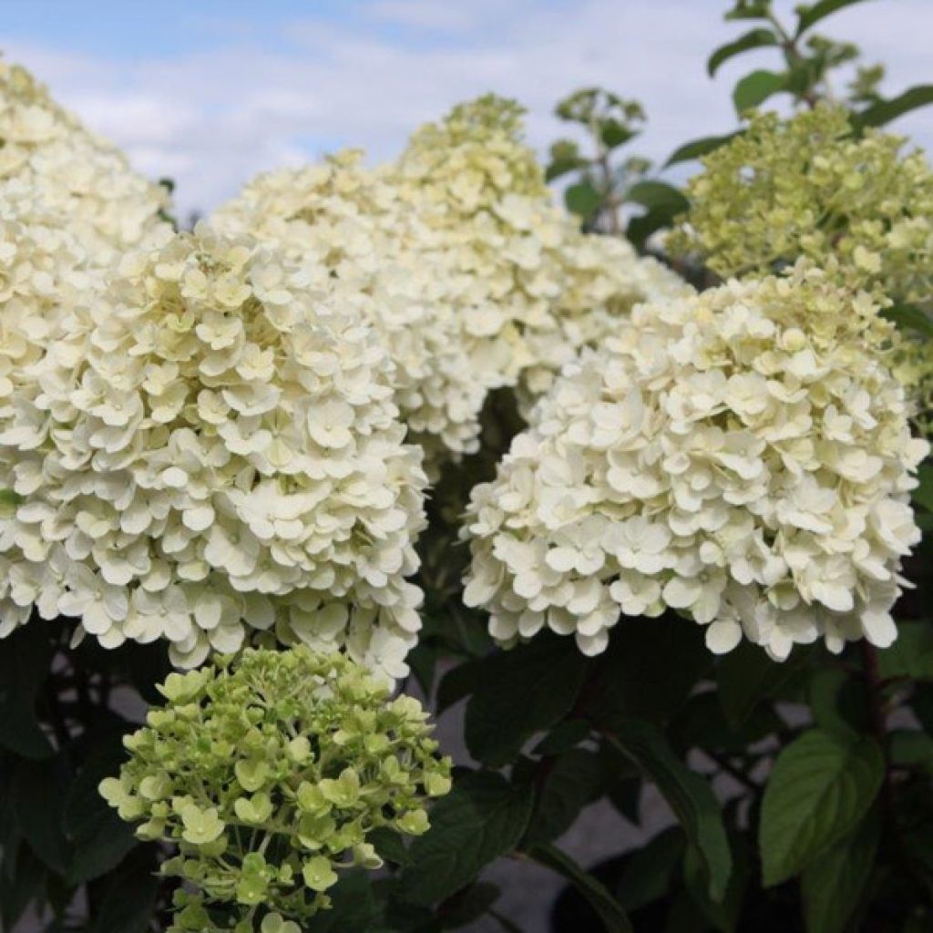 Hortensia paniculata Bobo - Hydrangea paniculata