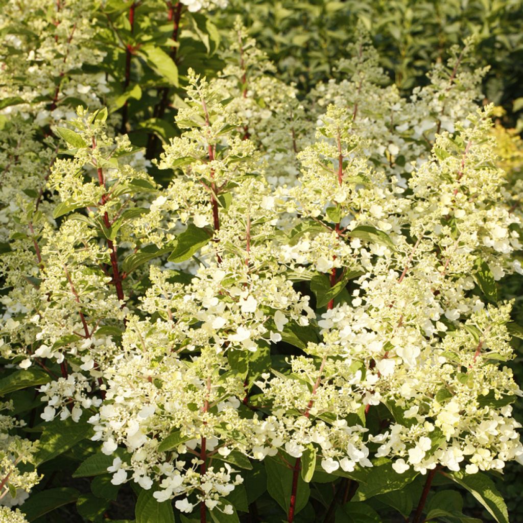 Hydrangea paniculata 'HPOPR013’ CANDLELIGHT® - Panicle hydrangea, Peegee hydrangea