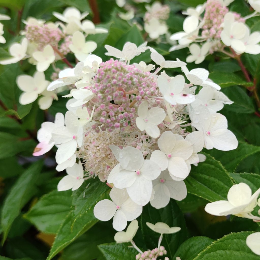 Hortensia - Hydrangea paniculata Confetti