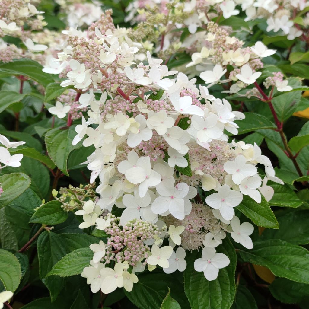 Hortensia - Hydrangea paniculata Confetti