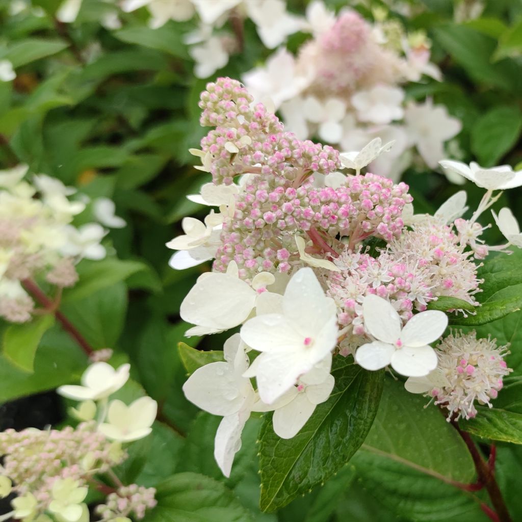 Hortensia - Hydrangea paniculata Confetti