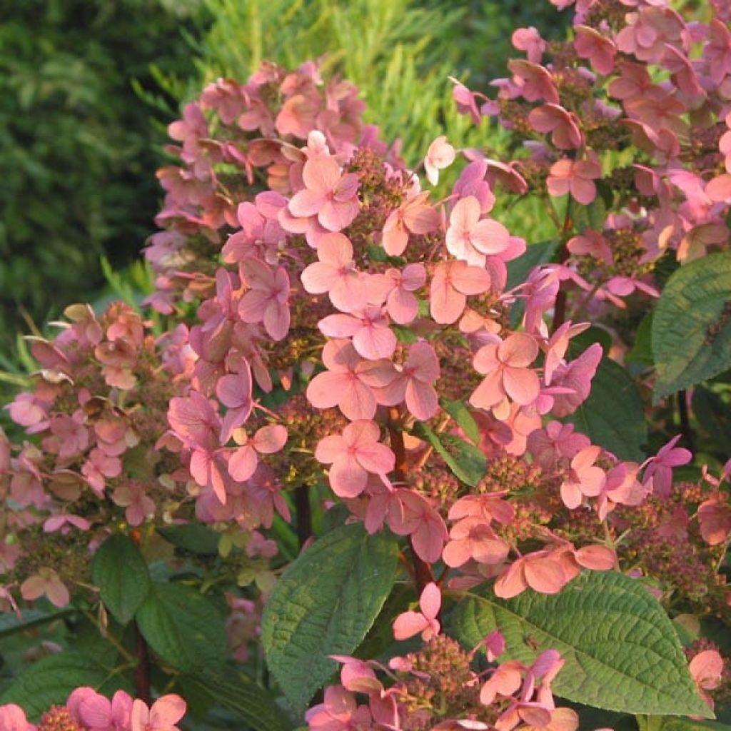 Hortensia - Hydrangea paniculata Early Sensation