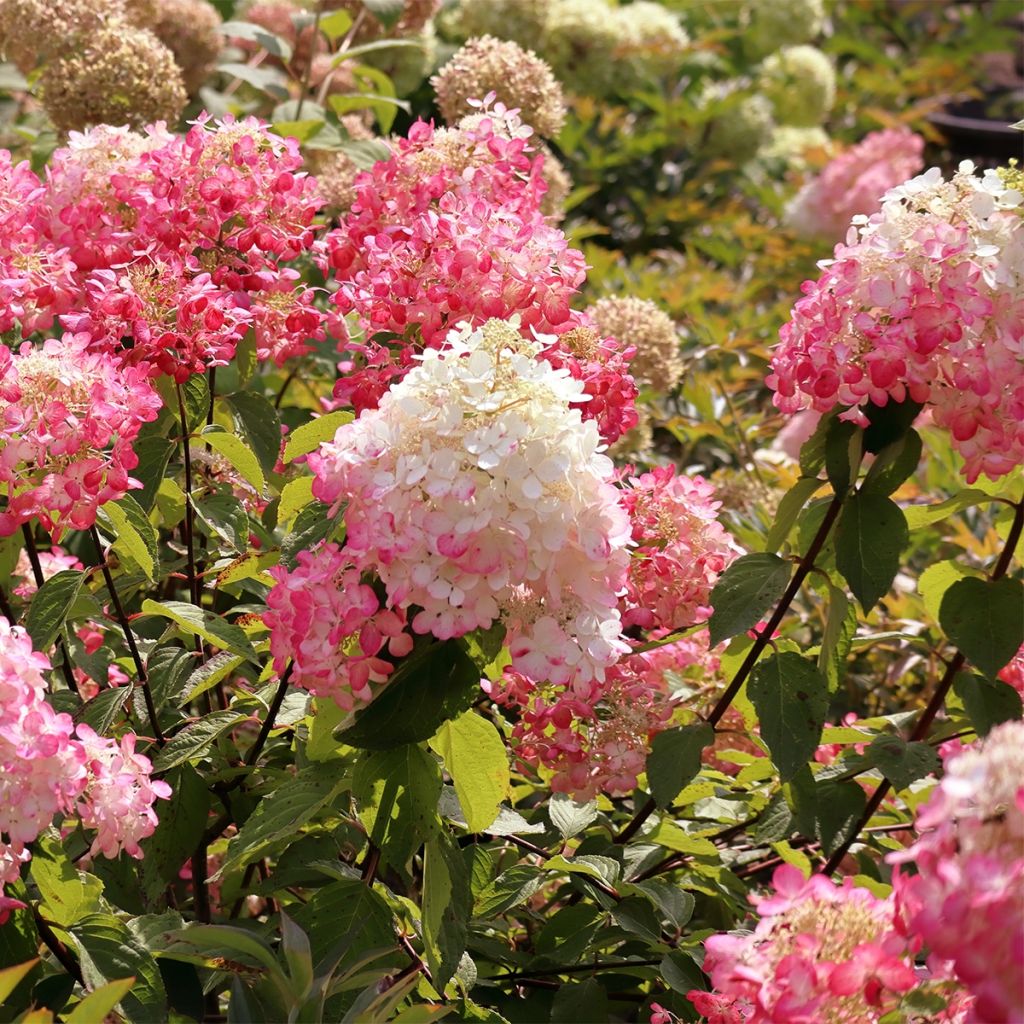 Hortensia - Hydrangea paniculata Framboisine 