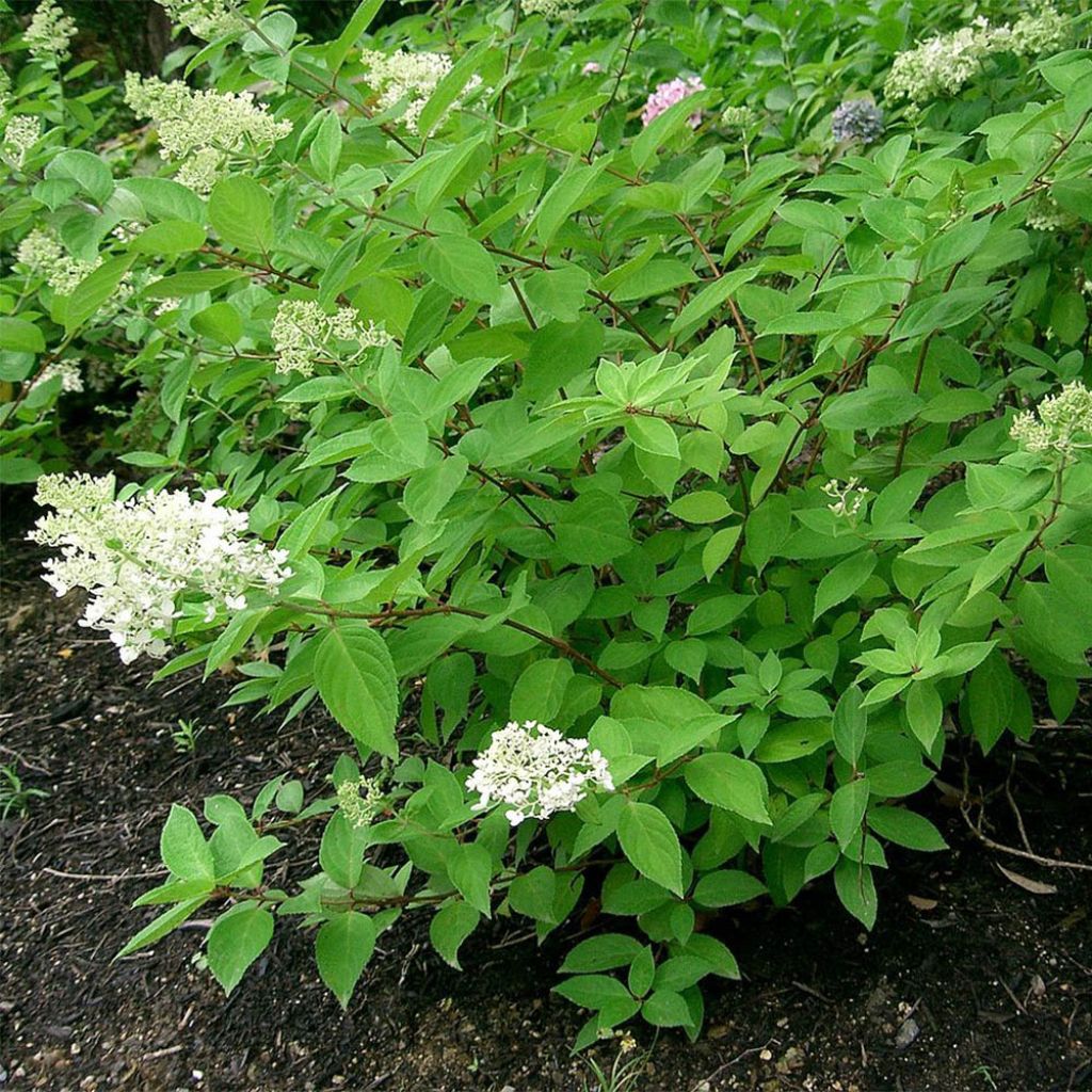 Hortensia paniculata Grandiflora - Hydrangea