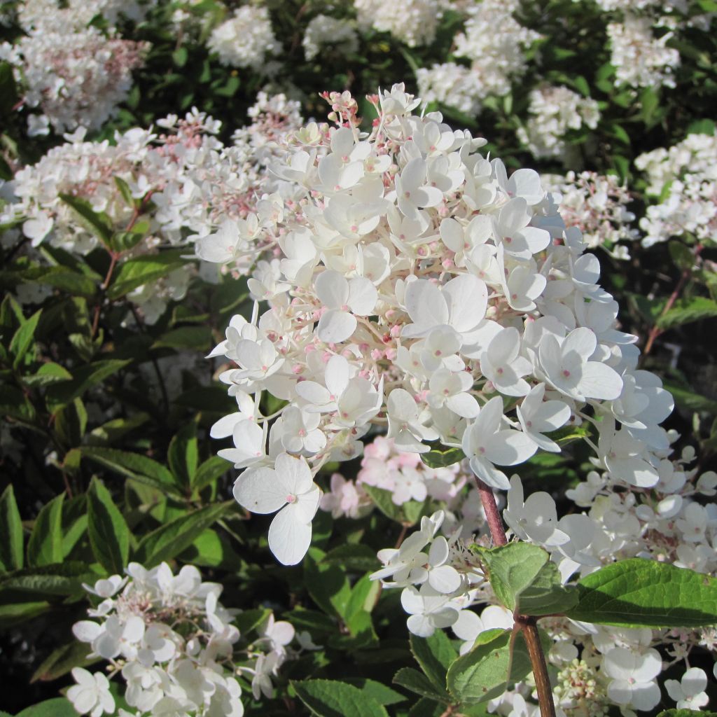 Hortensia paniculata Grandiflora - Hydrangea