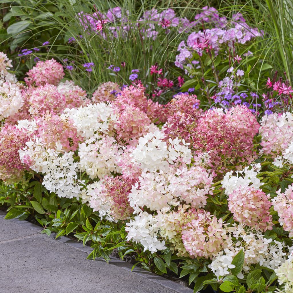 Hortensia paniculata Groundbreaker - Hydrangea paniculata