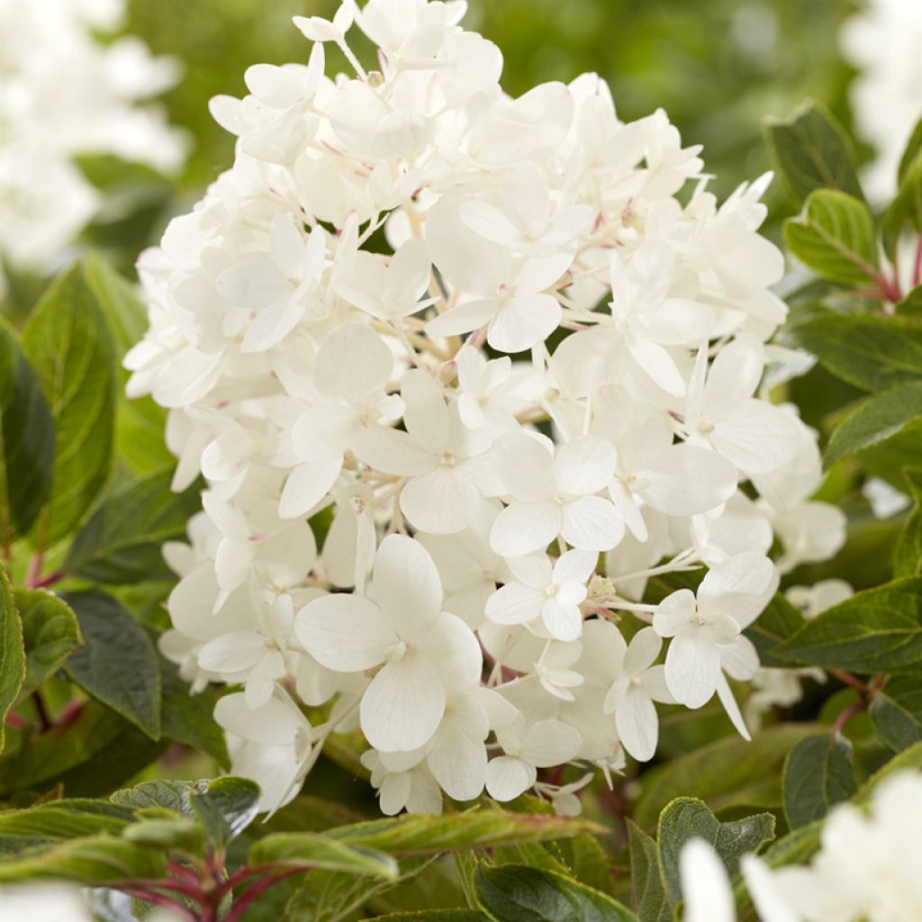 Hortensia paniculata Groundbreaker - Hydrangea paniculata