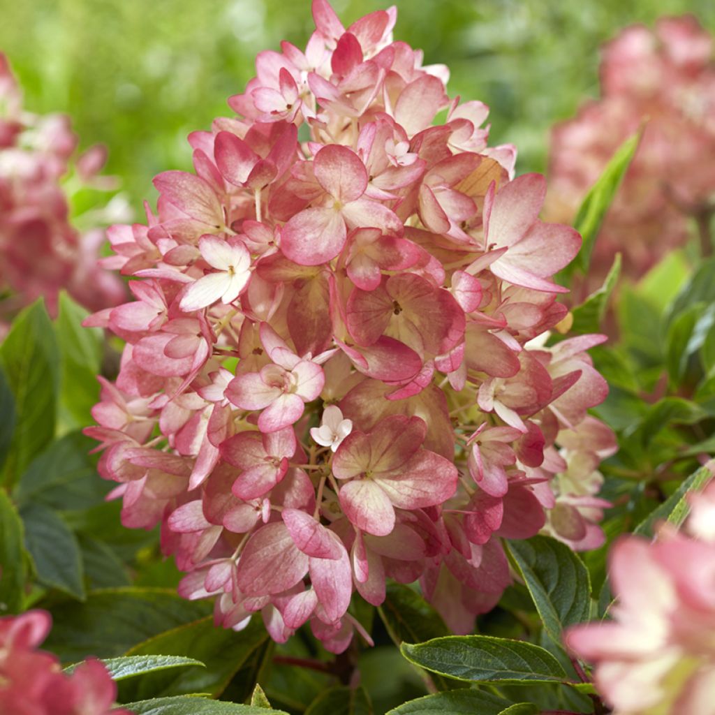 Hortensia paniculata Groundbreaker - Hydrangea paniculata