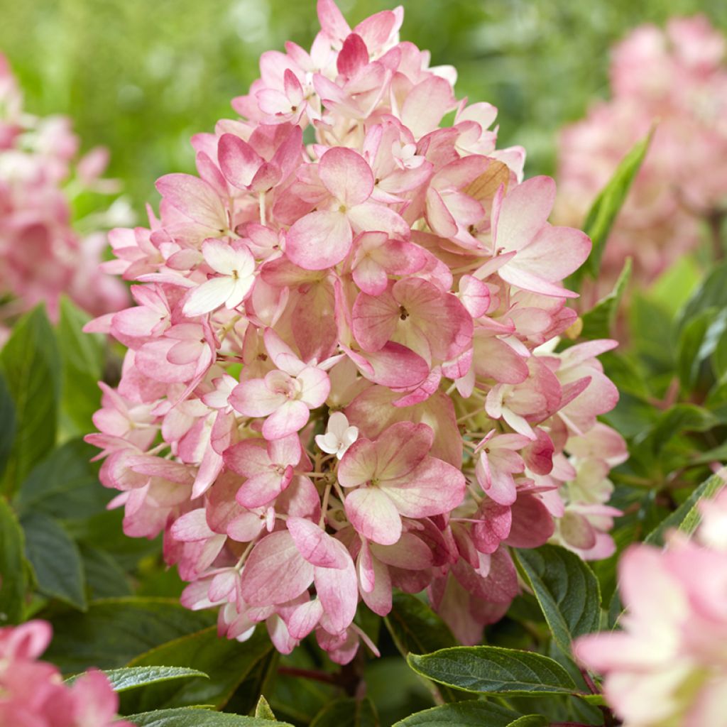 Hortensia paniculata Groundbreaker - Hydrangea paniculata