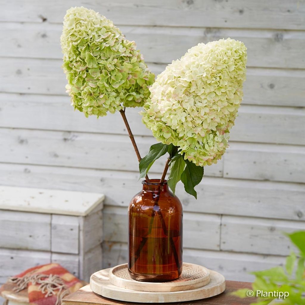 Hortensia paniculata Hercules - Hydrangea