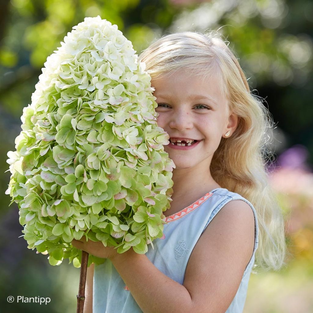 Hortensia paniculata Hercules - Hydrangea