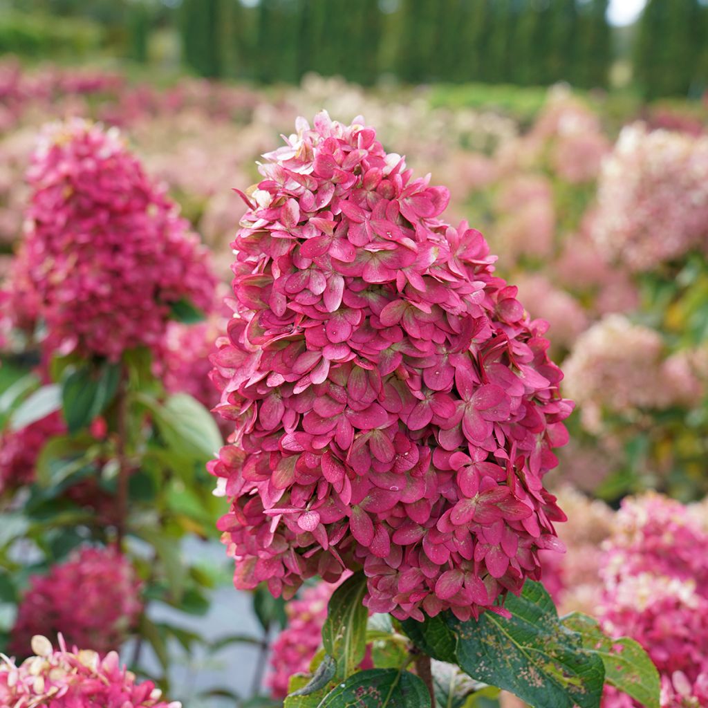 Hydrangea paniculata Limelight Prime- Hortensia paniculé