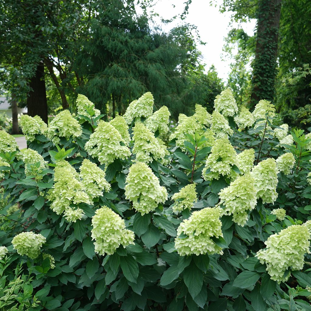 Hydrangea paniculata Limelight Prime- Hortensia paniculé