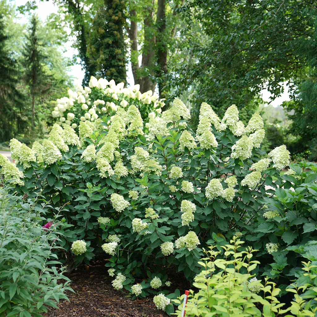 Hydrangea paniculata Limelight Prime- Hortensia paniculé