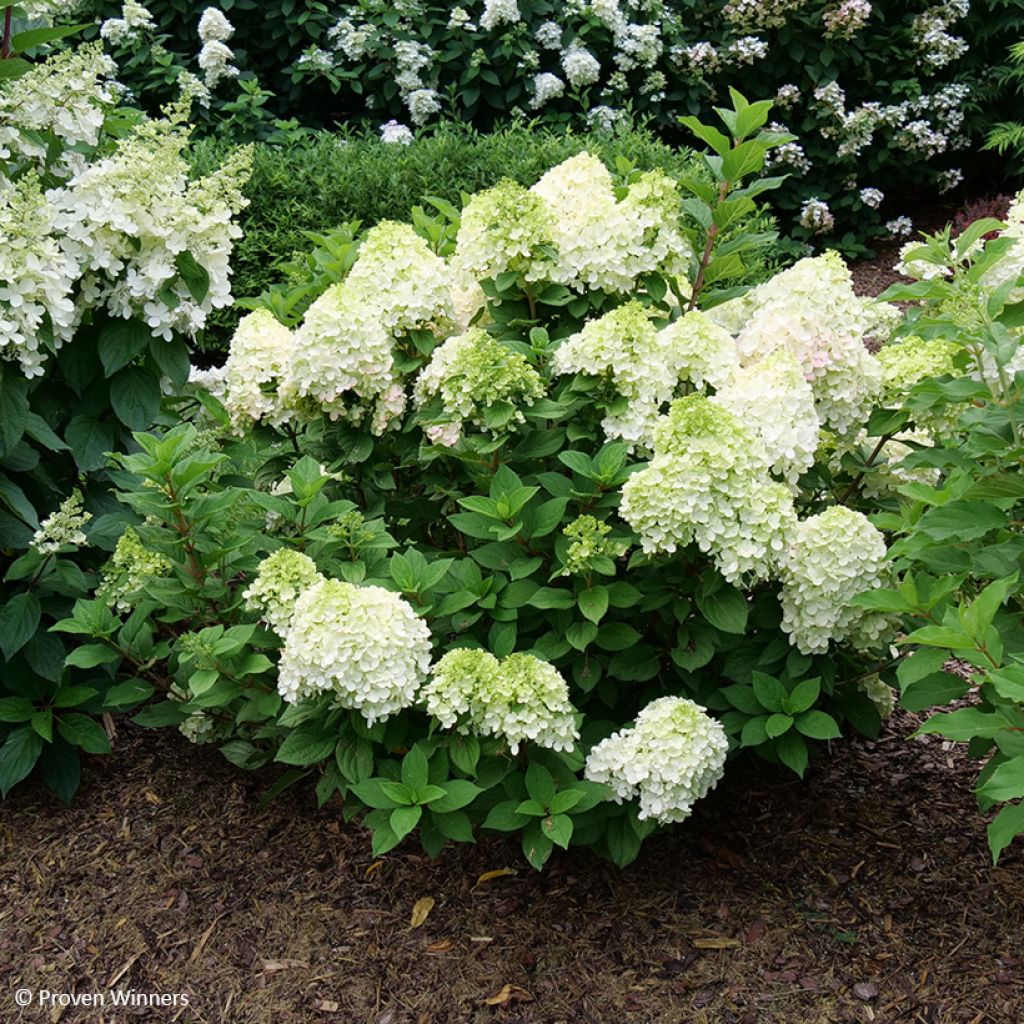 Hydrangea paniculata Little Lime Punch - Hortensia paniculé