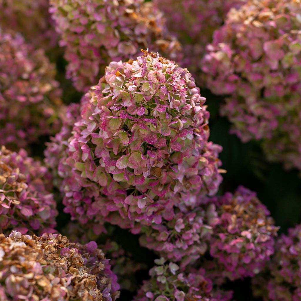 Hydrangea paniculata Little Hottie- Hortensia paniculé