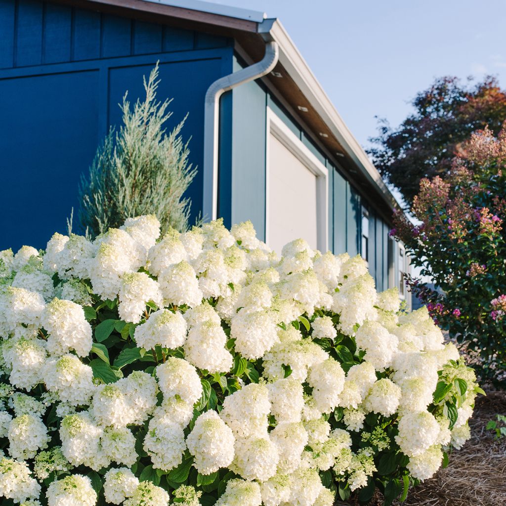 Hydrangea paniculata Little Hottie- Hortensia paniculé