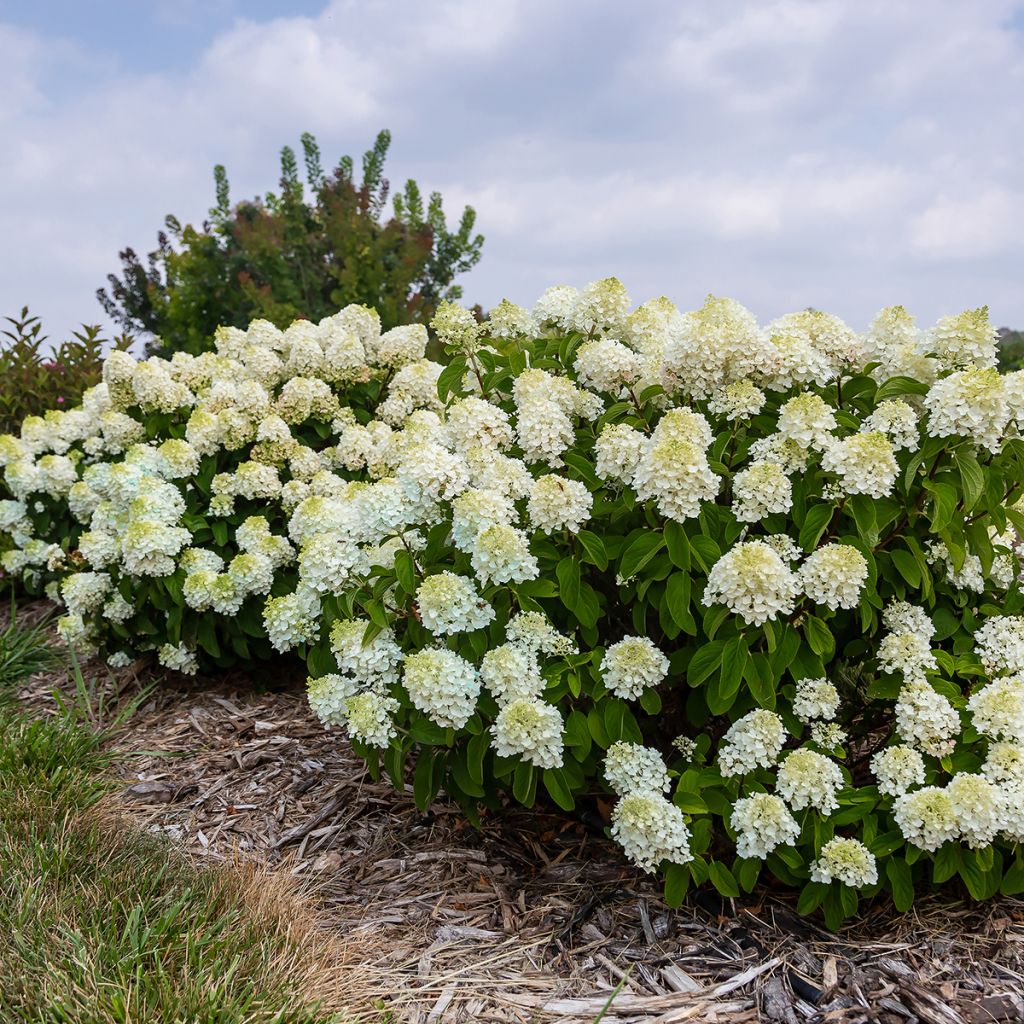 Hydrangea paniculata Little Hottie- Hortensia paniculé