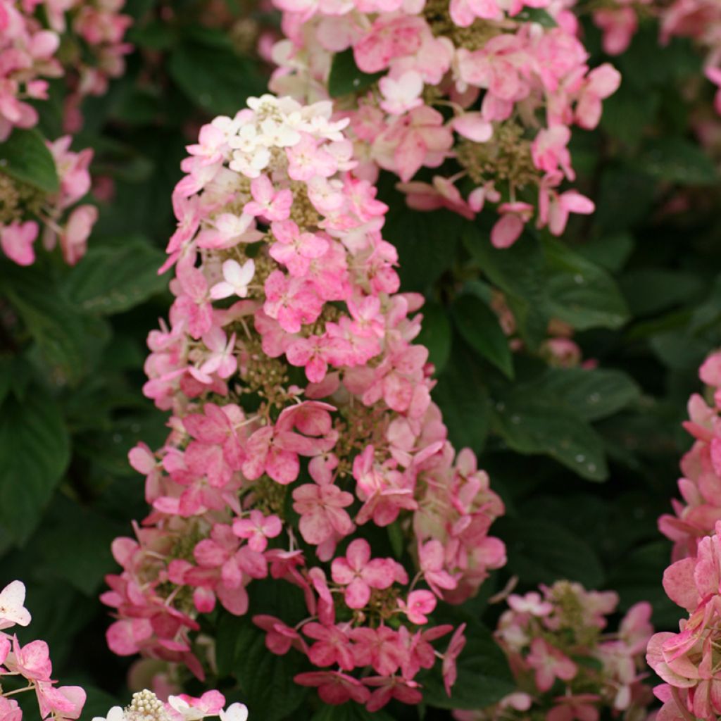 Hortensia paniculata Magical Fire - Hydrangea paniculata