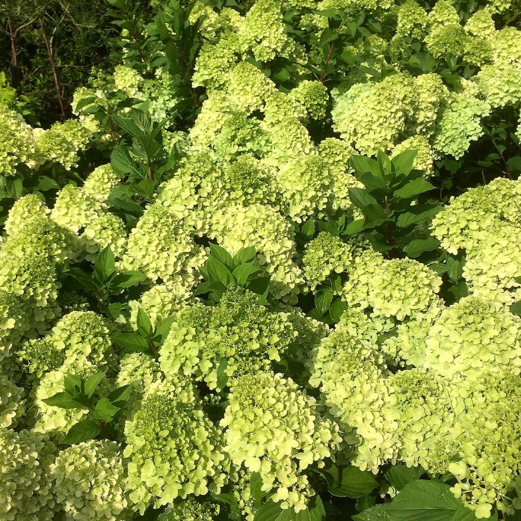 Hortensia paniculata Mojito - Hydrangea paniculata