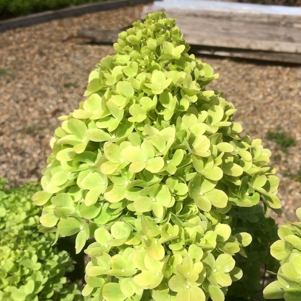 Hortensia paniculata Mojito - Hydrangea paniculata