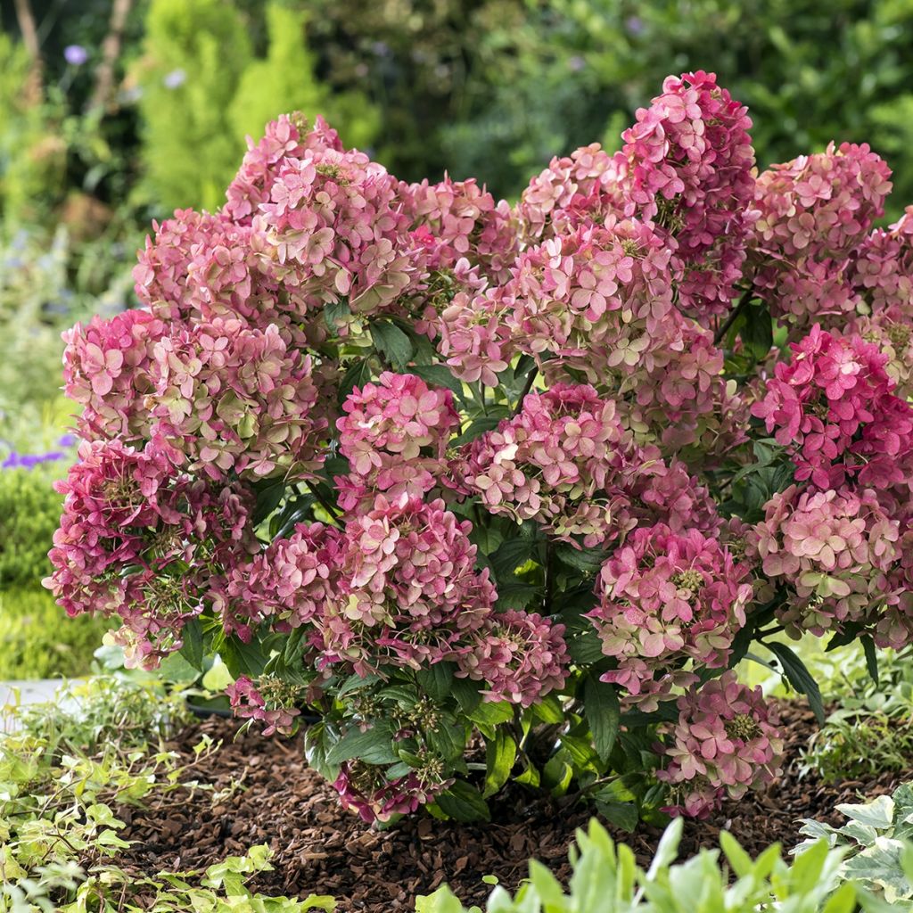 Hortensia paniculata Petite Star - Hydrangea paniculata