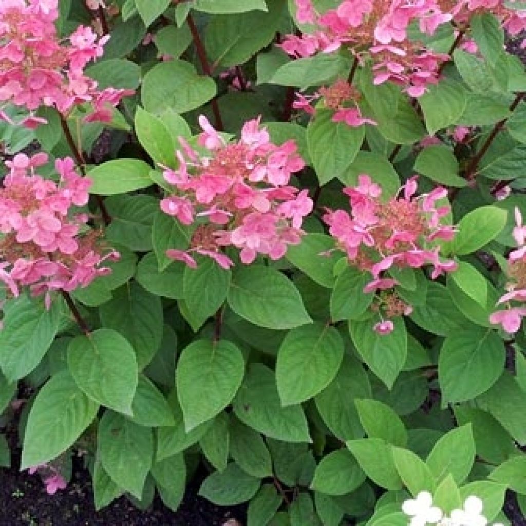 Hortensia Paniculata Pink diamond