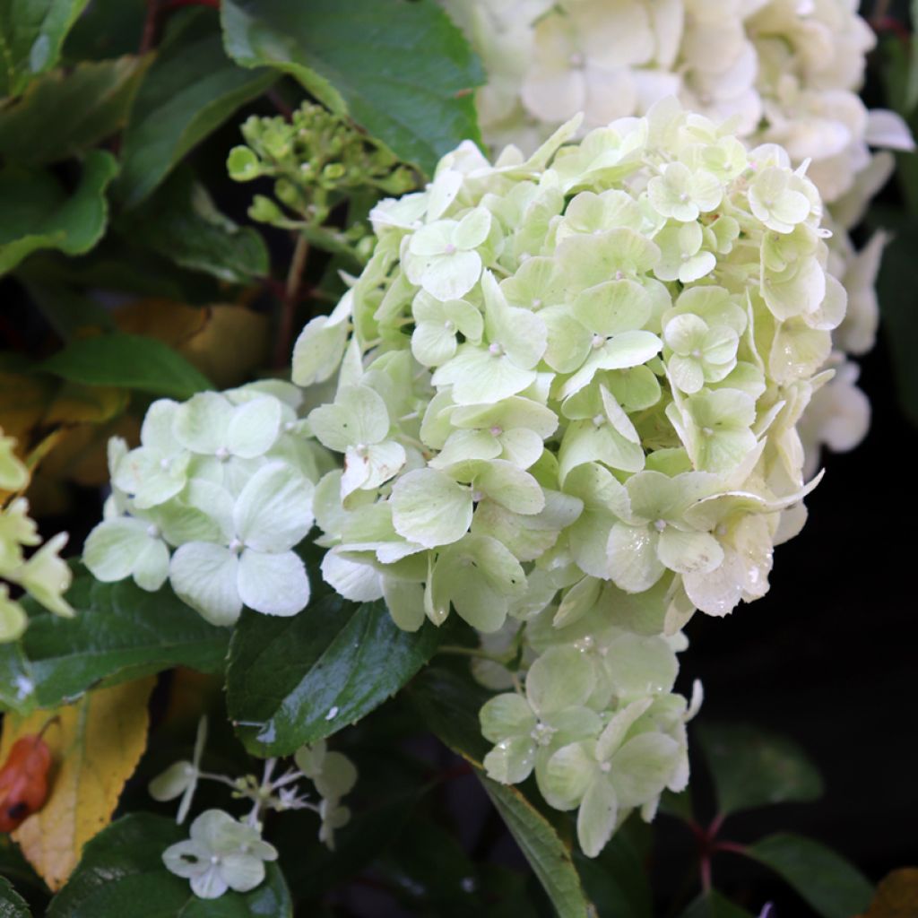 Hortensia paniculata Polar Bear - Hydrangea paniculata