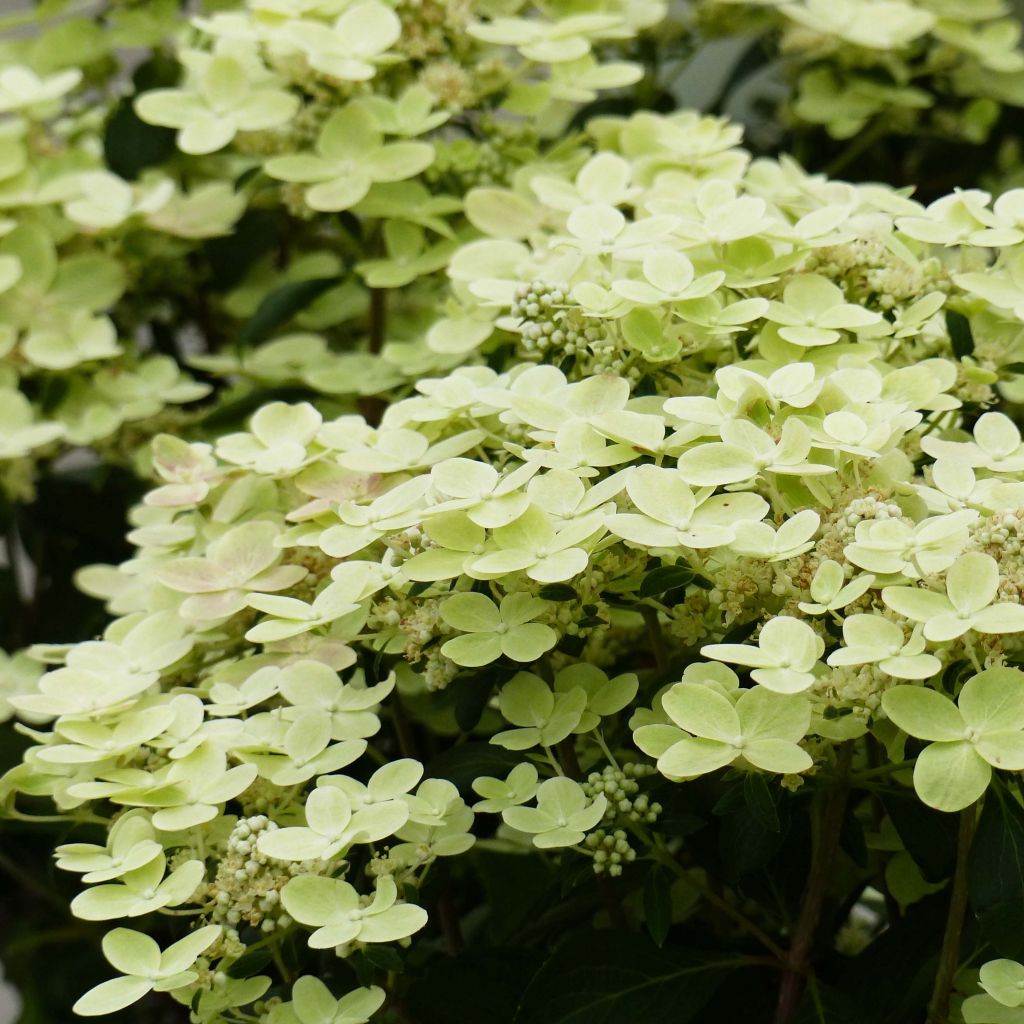 Hortensia paniculata Switch Ophelia - Hydrangea paniculata