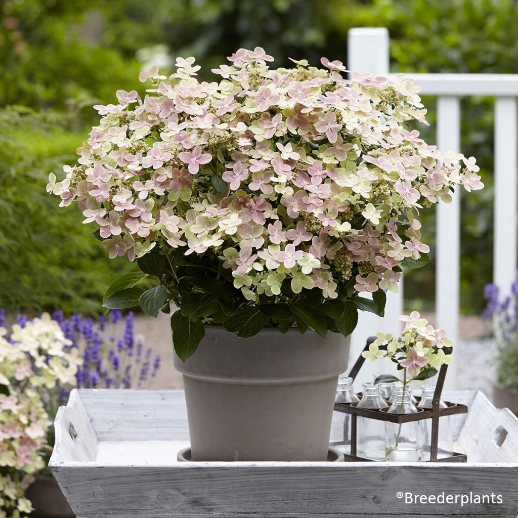 Hortensia paniculata Switch Ophelia - Hydrangea paniculata