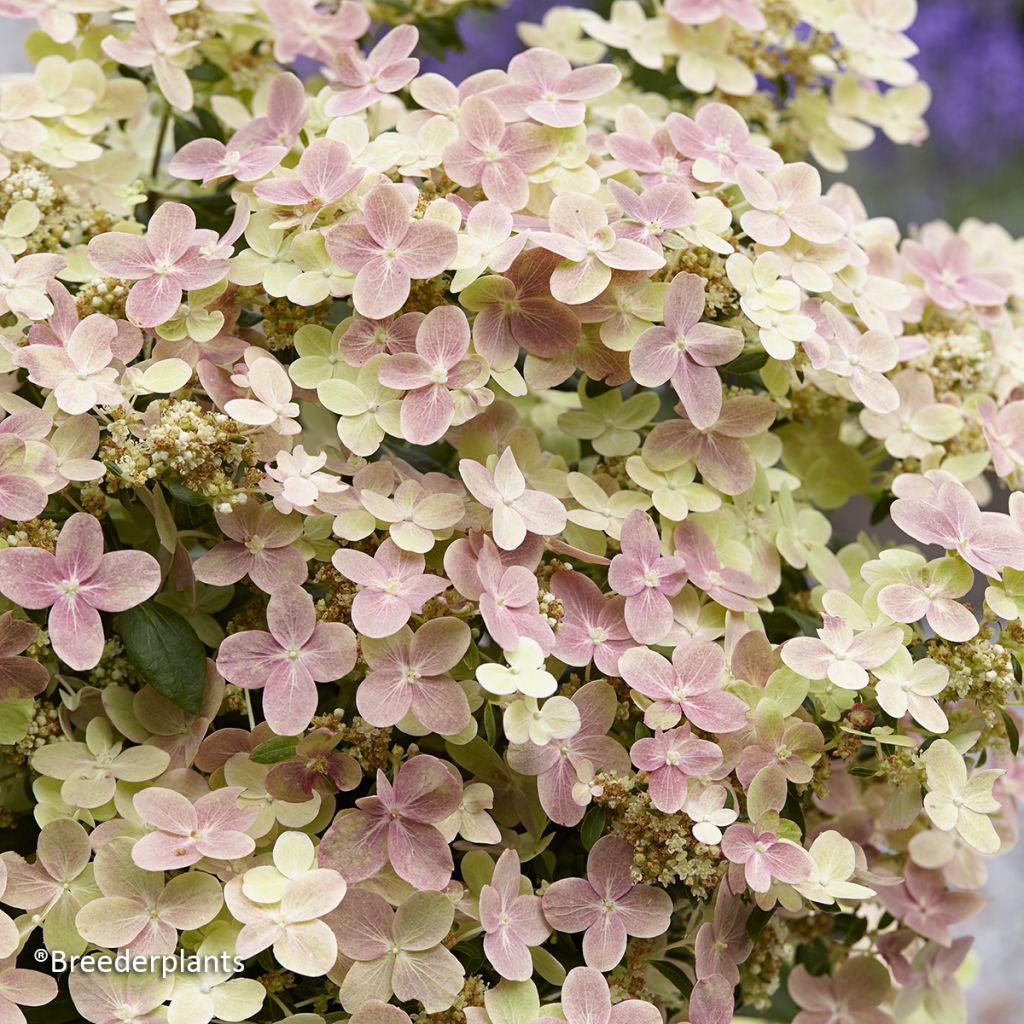 Hortensia paniculata Switch Ophelia - Hydrangea paniculata