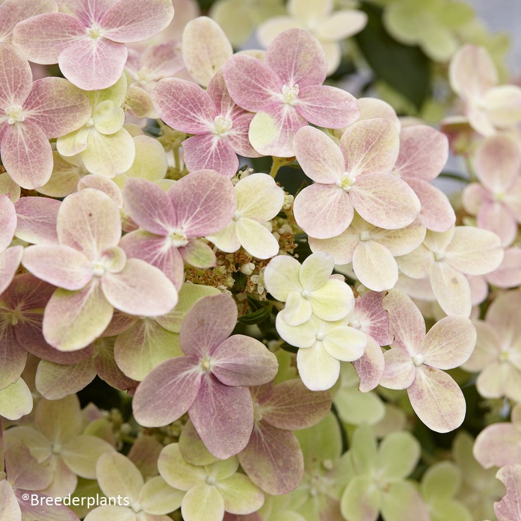 Hortensia paniculata Switch Ophelia - Hydrangea paniculata