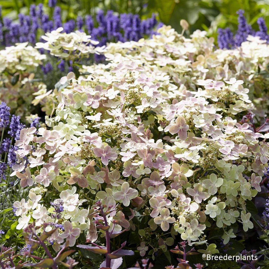 Hortensia paniculata Switch Ophelia - Hydrangea paniculata