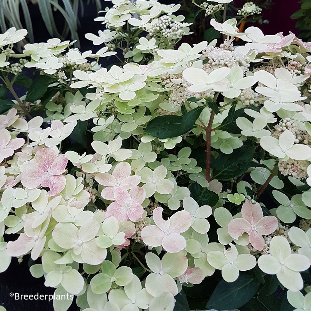 Hortensia paniculata Switch Ophelia - Hydrangea paniculata