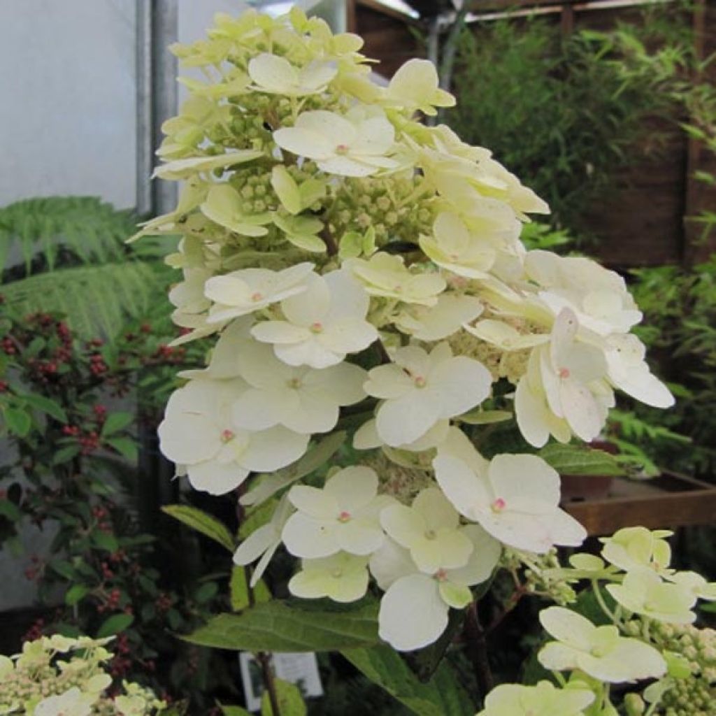 Hortensia paniculata Unique - Hydrangea