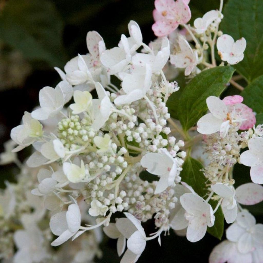 Hortensia - Hydrangea paniculata White Diamond